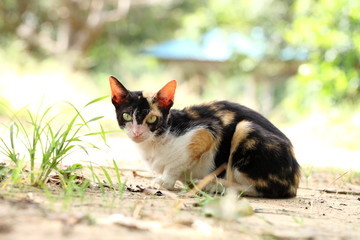 Close up of Tortoiseshell cat. Tortoiseshell cat portrait. Close up of Tortoiseshell cat in garden. 
