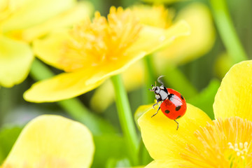 ladybug on yellow flower © fotomaximum