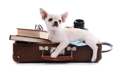 Adorable chihuahua dog in suitcase with things isolated on white