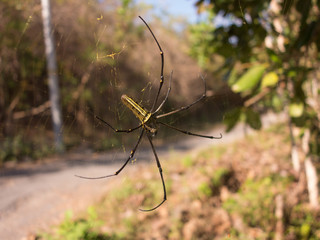 female spider genus Nephila, Indonesia