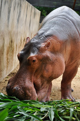 Hippopotamus eatting