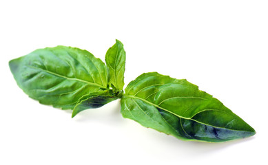Green fresh basil isolated in white