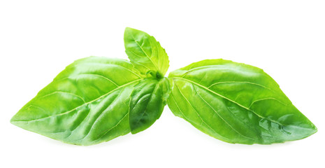 Green fresh basil isolated in white