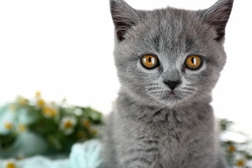 Cute gray kitten with chamomiles isolated on white