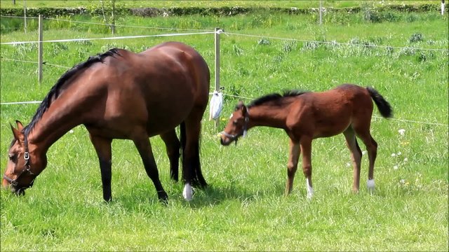 Pferd Fohlen Stutfohlen und Mutter Stute auf grüner Weide
