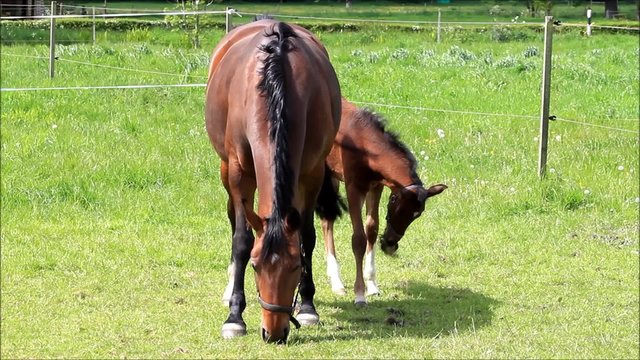 Pferd Fohlen Stutfohlen und Mutter Stute auf gr&uuml;ner Weide
