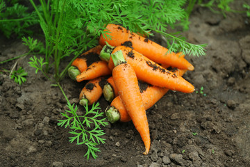 New fresh carrots on soil in garden