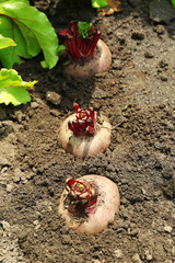 Fresh new beet growing in garden