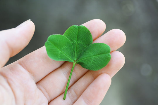 Clover leaves in female hand on blurred background