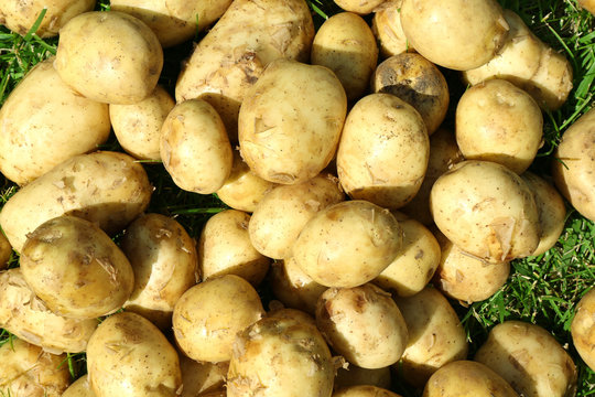 New potatoes, closeup
