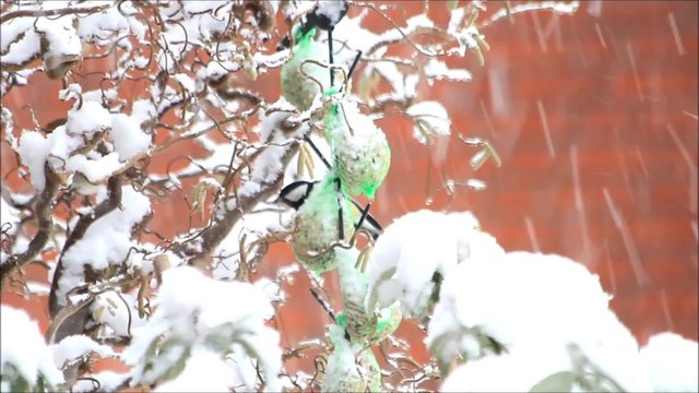 Schneefall, Winter, Haselnussstrauch, Vogelfutter
