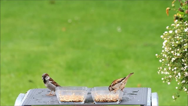 Futterplatz f&uuml;r Wildv&ouml;gel im Garten, Hintergrund gr&uuml;n, Textfreifl&auml;che 