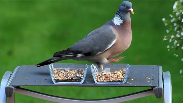 Taube mit zwei Glasschalen mit K&ouml;rnerfutter vor gr&uuml;nem Hintergrund
