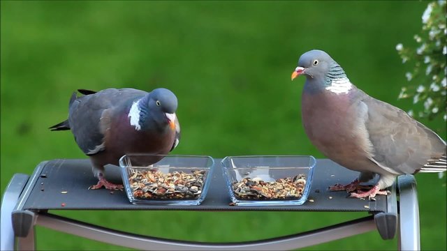 Zwei Tauben picken K&ouml;rnerfutter aus Glasschalen vor gr&uuml;nem Hintergrund
