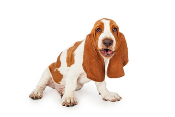 Basset Hound Dog With Funny Expression