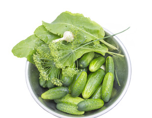 Fresh cucumbers, dill and horseradish leaves in a metal bowl