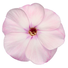 Studio Shot of Pink Colored Phlox Isolated on White Background. Large Depth of Field (DOF). Macro.