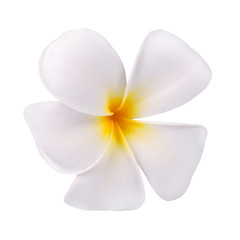 frangipani flower isolated on white background