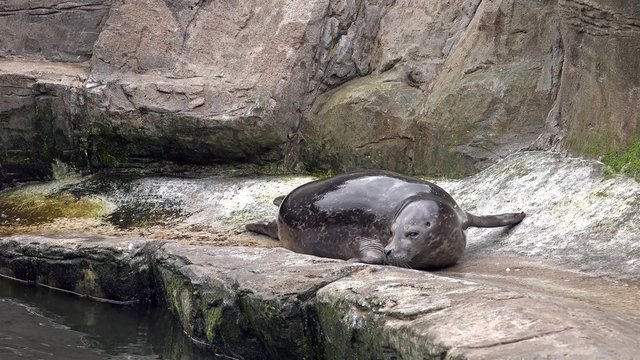 Seehunde im Wasser