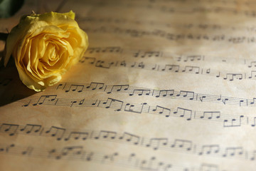 Beautiful rose on music sheets background
