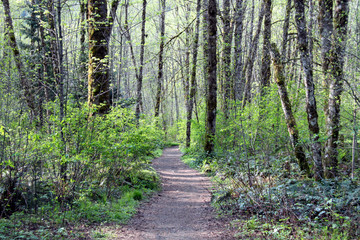 path walkway trail in the forest