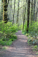 Fototapeta na wymiar path walkway trail in the forest
