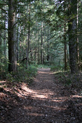 path walkway trail in the forest