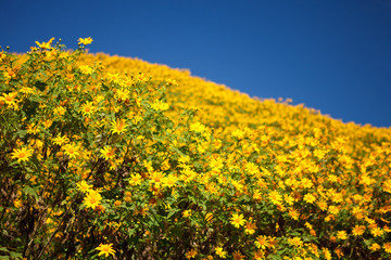 Mexican Sunflower Weed on the mountain,Mae Hong Son Province,Tha