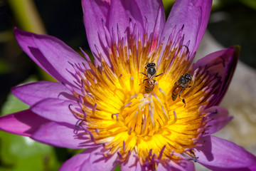close up of purple lotus and bee