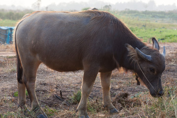 Fototapeta premium buffalo in the field thailand