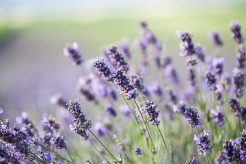 Lavender in the field