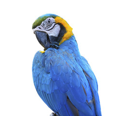 Blue and Gold Macaw isolated