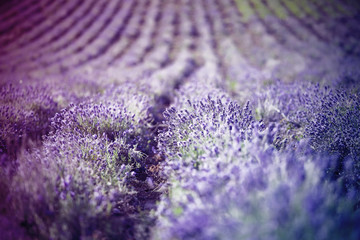Naklejka na ściany i meble Lavender in the field