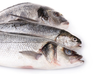 Fresh fish collection isolated on white