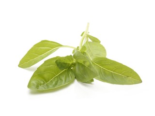 Sweet basil leaves isolated on white background
