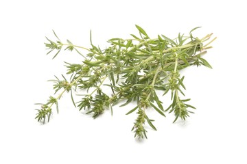 Summer savory isolated on white background