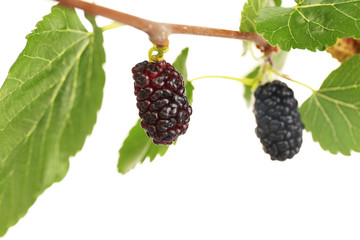 Branch of fresh mulberry isolated on white