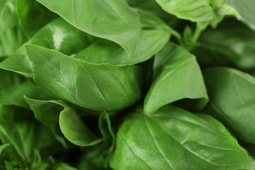 Green fresh leaves of basil close up
