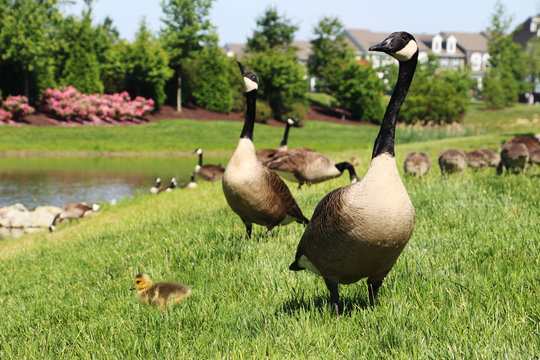 Canada geese with goslings are feeding on lush grass by a pond