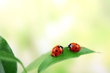 Fototapeta premium Ladybugs on leaf on blurred background