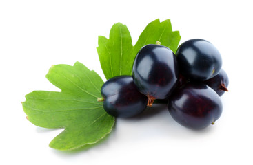 Wild black currant with green leaves isolated on white