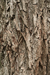 Bark tree