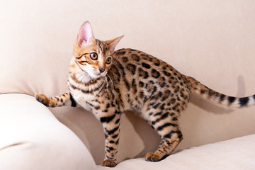 Naklejka premium Beautiful Bengal kitten on sofa in room