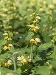Gewöhnliche Goldnessel -  Lamium galeobdolon