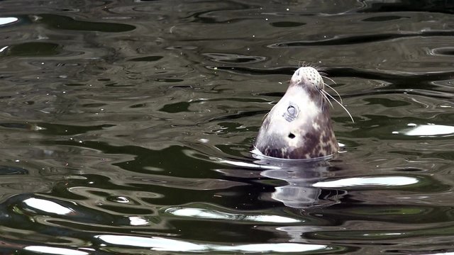 Seehunde im Wasser