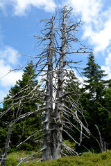Fototapeta premium Withered tree