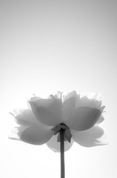 Fototapeta black and white lotus