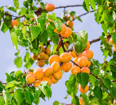 Apricot branch