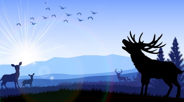 Silhouette of deer and kangaroo standing on the time of morning