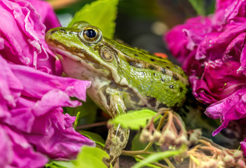 Frog near flowers